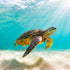 Wave Bracelet - Track a real Sea Turtle