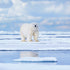 Wave Bracelet - Track a real Polar Bear