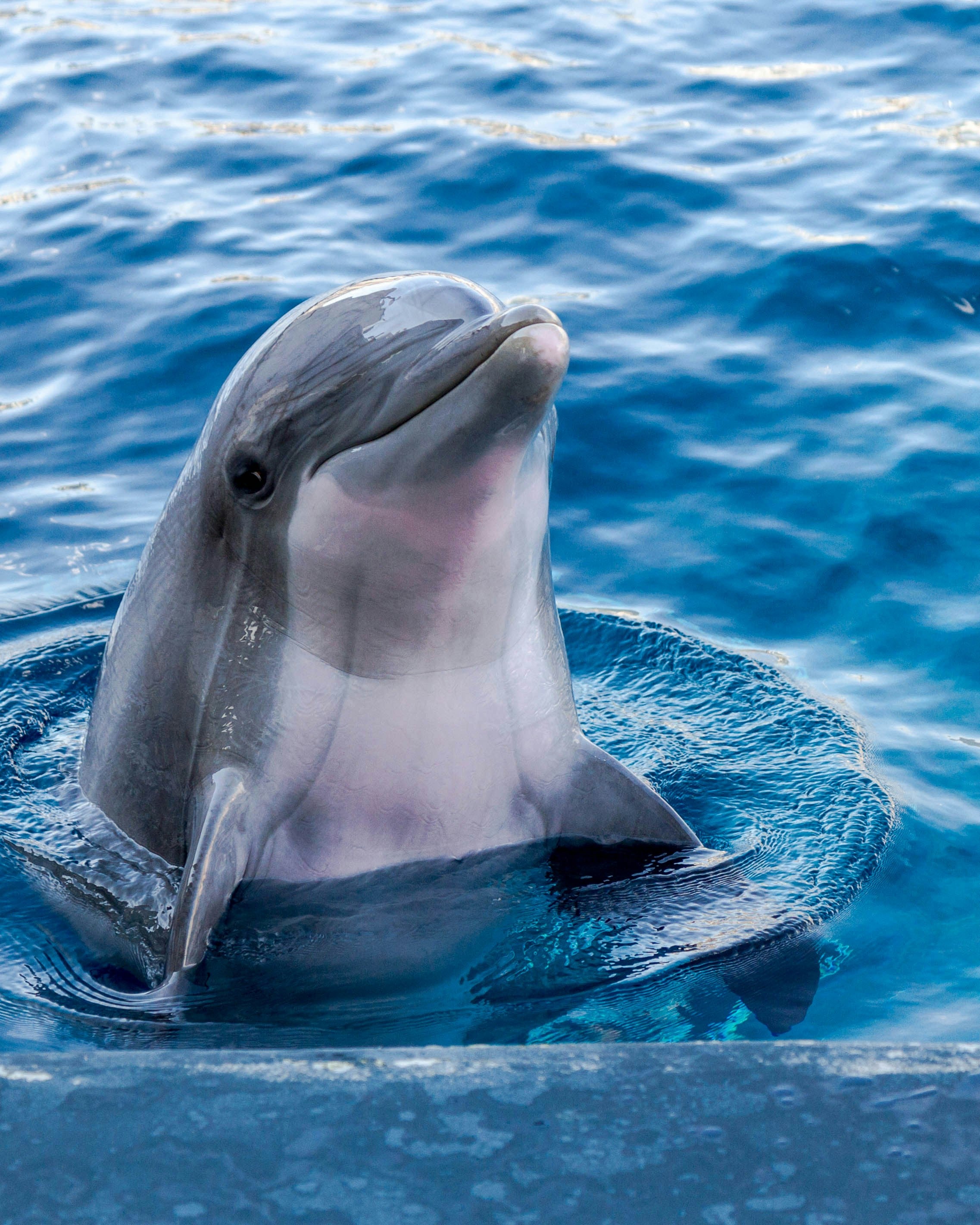 sea-animal-tracking-blue-gaurdian